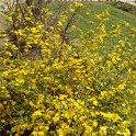 Kerria japonica P27 (2)